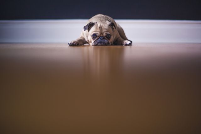 ペットの床材】犬が滑らないクッションフロアは消臭機能つきがおすすめ | 飾りんぼ